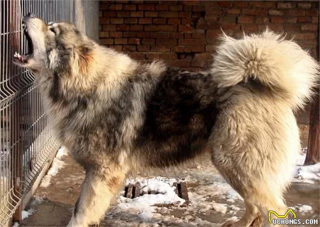 这4种犬，被誉为犬中四霸，如未驯服，将是最恐怖的犬科动物