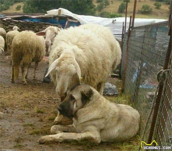 这4种犬，被誉为犬中四霸，如未驯服，将是最恐怖的犬科动物