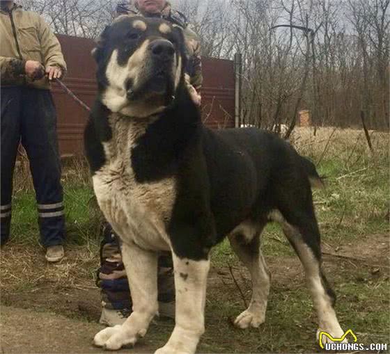 这4种犬，被誉为犬中四霸，如未驯服，将是最恐怖的犬科动物