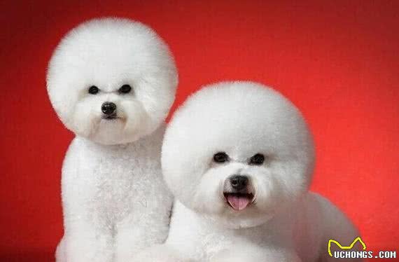 比熊犬的常见造型
