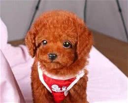 泰迪幼犬应当怎么饲养，教你5个科学的方法，不学你后悔