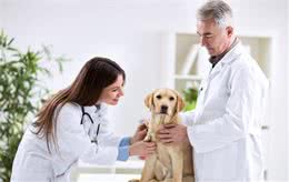 心脏病—老年犬健康杀手