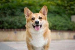 饲养狗狗的3大误区，可能会影响它的寿命，你“踩雷”了吗