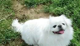 清点那些迈出国门走向世界的国产名犬，你还知道哪些
