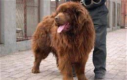 纽芬兰犬粘人程度纽芬兰犬天性十分粘人