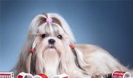 秋季到了，如何养出一只健康的狗狗？