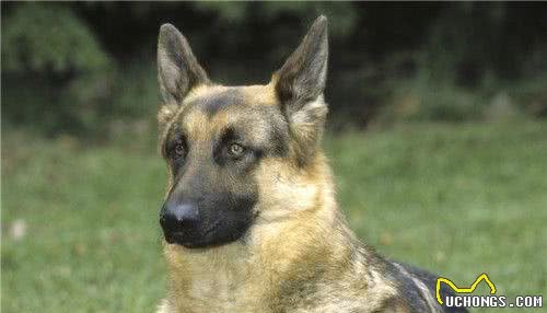 德国牧羊犬的分类分短毛弓背犬和长毛平背犬