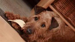 狗狗吃太多有什么危害？