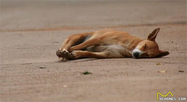 狗狗被犬咬伤，主人一定得先抓住狗绳，再进行接下来的急救