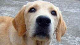 平毛寻回犬怎么样是一种十分聪明的狩猎犬
