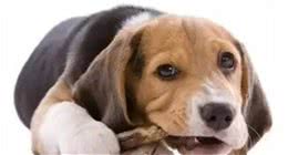 狗狗换牙需要注意什么？