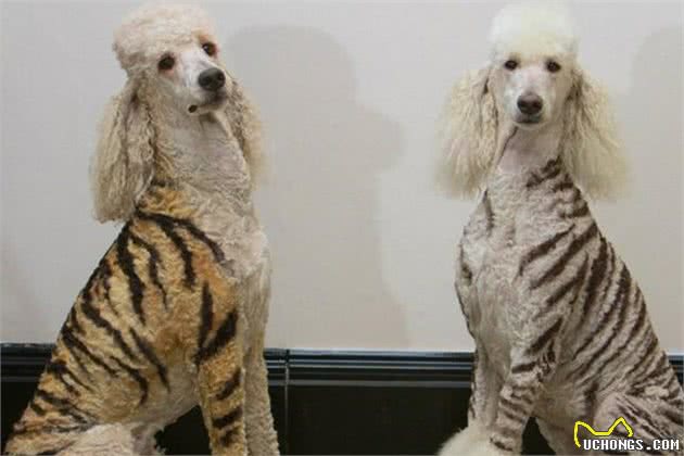 超赞的！贵宾犬的几个表情和造型让你笑出声