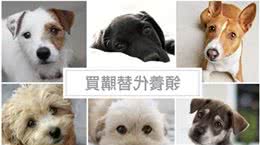 领养流浪狗狗好处和收养前四个心理豫备