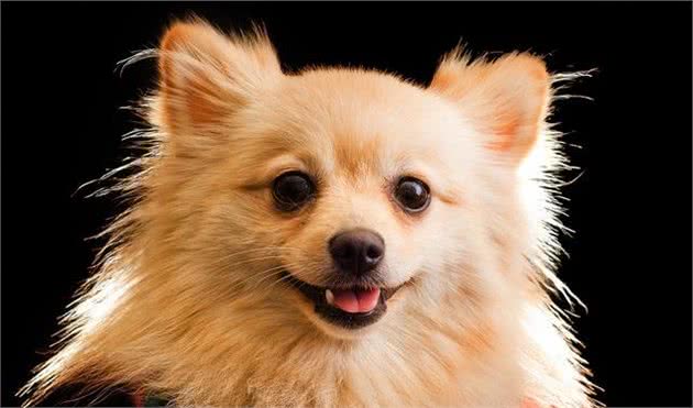 冬季怎么护理爱犬的毛发