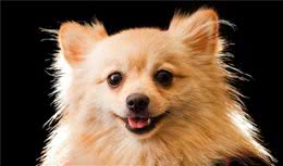 冬季怎么护理爱犬的毛发