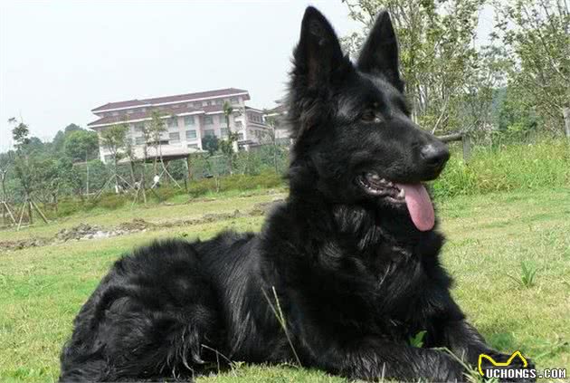 据说这十种狗狗是世界上最贵的宠物犬的品种，你都有见过哪些？