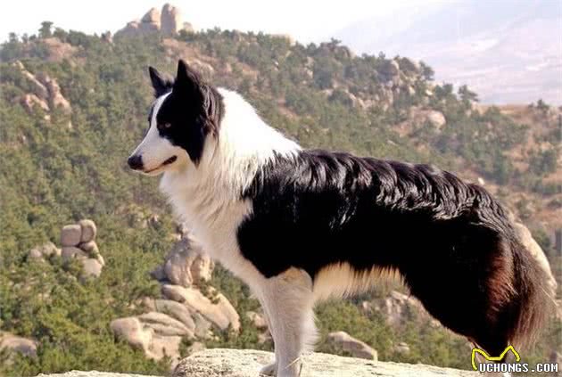 据说这十种狗狗是世界上最贵的宠物犬的品种，你都有见过哪些？
