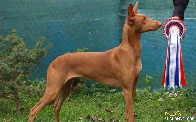 据说这十种狗狗是世界上最贵的宠物犬的品种，你都有见过哪些？