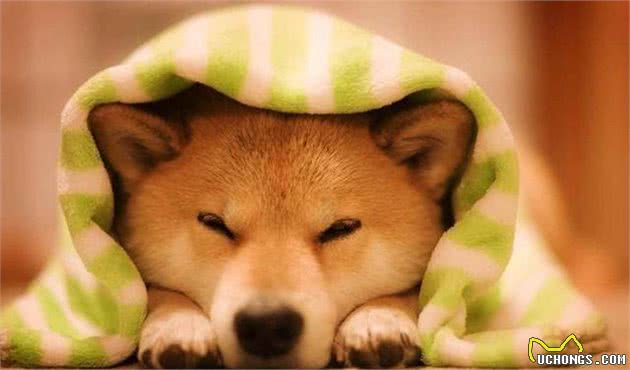 据说这十种狗狗是世界上最贵的宠物犬的品种，你都有见过哪些？
