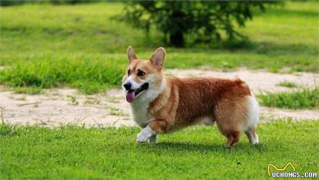 灵敏的小短腿—柯基犬