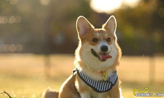 灵敏的小短腿—柯基犬