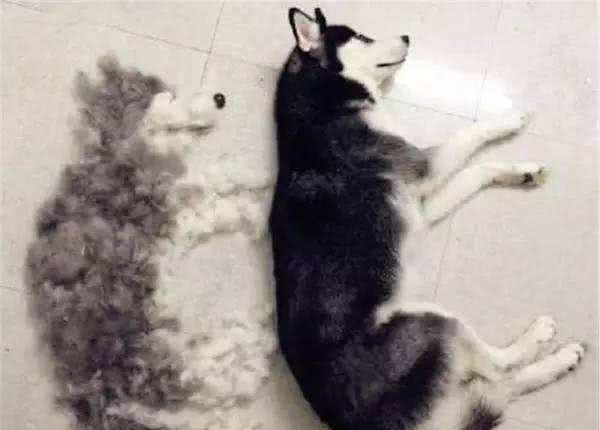 中药材狗毛