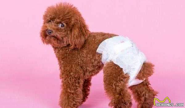 母犬发情会有哪些症状？要是不想让它生崽，那就别让公狗接近它！
