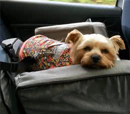 让狗狗爱上坐车，方法其实不难，但主人绝不能硬着来