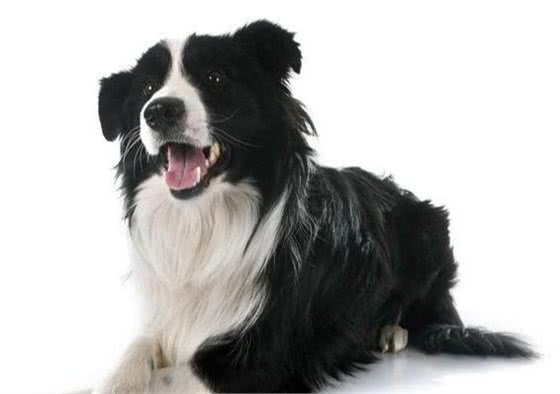 犬类智商大比拼，边牧犬第一，贵宾犬第二，德牧犬第三……