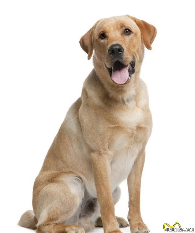 犬类智商大比拼，边牧犬第一，贵宾犬第二，德牧犬第三……