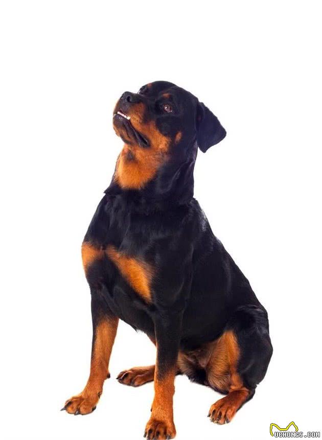 犬类智商大比拼，边牧犬第一，贵宾犬第二，德牧犬第三……