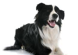 犬类智商大比拼，边牧犬第一，贵宾犬第二，德牧犬第三……