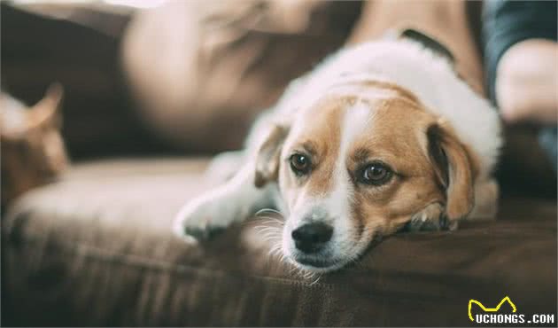 养老年犬还是幼犬？都好但我选成年狗狗，带你分析三种狗狗的利弊