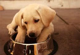 养老年犬还是幼犬？都好但我选成年狗狗，带你分析三种狗狗的利弊