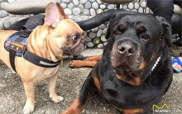 120斤罗威纳犬被法斗怒视，狗狗却用一表情回应，引得网友爆笑