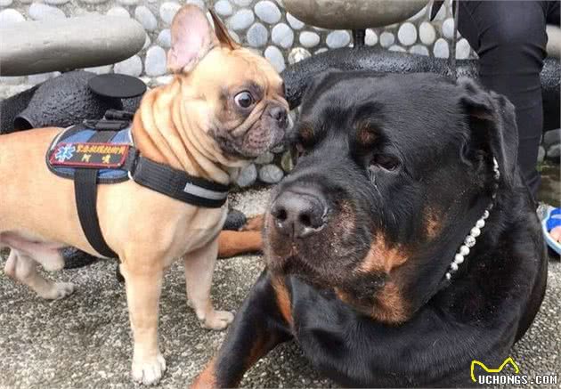 120斤罗威纳犬被法斗怒视，狗狗却用一表情回应，引得网友爆笑