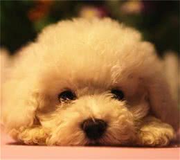 哪一个牌子的幼犬奶粉好？选择优质奶源的狗狗奶粉