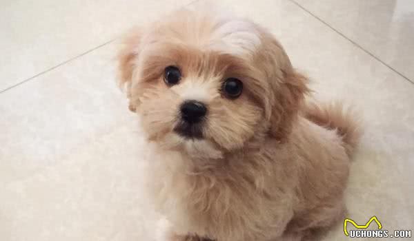 串串狗不是土狗，这两种犬的区别还很大！