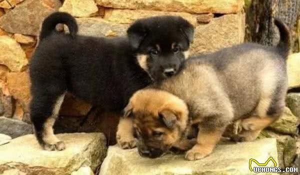 串串狗不是土狗，这两种犬的区别还很大！