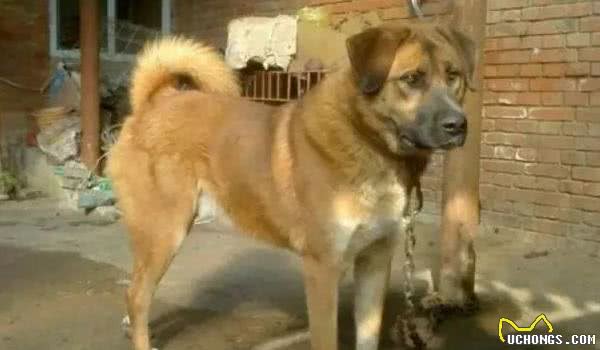 串串狗不是土狗，这两种犬的区别还很大！