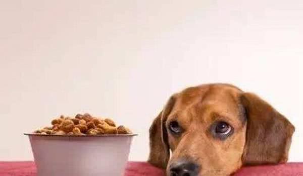 我家狗狗为什么不吃犬粮呢？