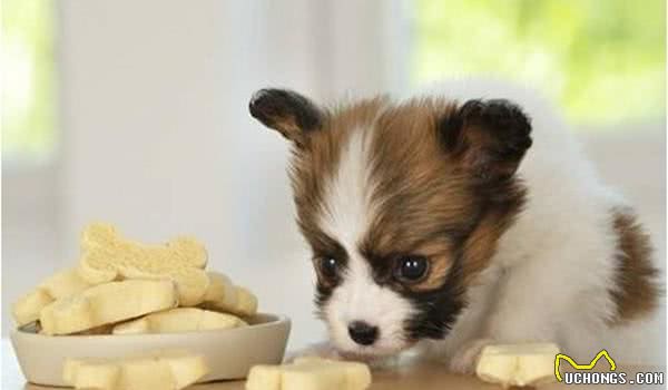 我家狗狗为什么不吃犬粮呢？