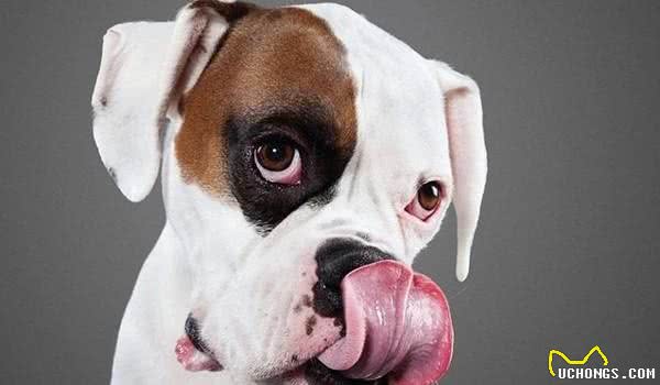 我家狗狗为什么不吃犬粮呢？