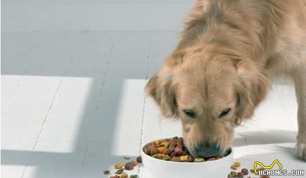我家狗狗为什么不吃犬粮呢？