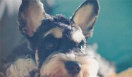 怎么能快速提高狗狗的免疫力？