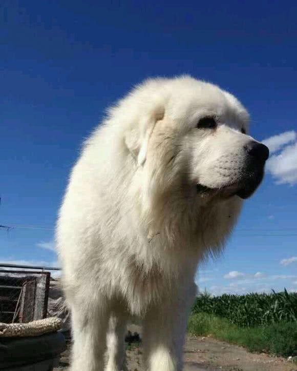 住楼房想养大型犬？不如选择大白熊犬吧