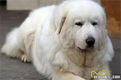 住楼房想养大型犬？不如选择大白熊犬吧