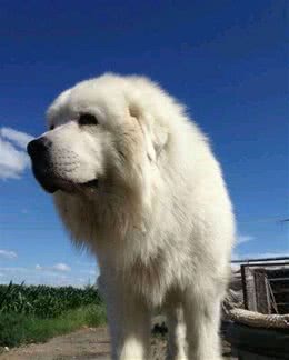 住楼房想养大型犬？不如选择大白熊犬吧