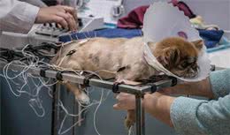 要是你的爱犬染上了重病怎么办，如何护理重症爱犬，看这里全知道