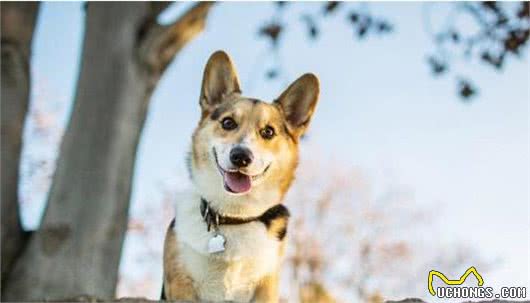 世界知名十大宠物犬，看看有你喜欢的小可爱吗？